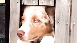 Dogs being funny