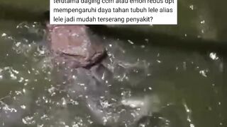 Apakah penggunaan pakan alternatif jenis daging dapat mempengaruhi daya tahan tubuh ikan lele