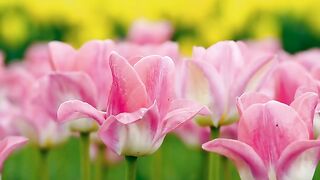 Flower 42