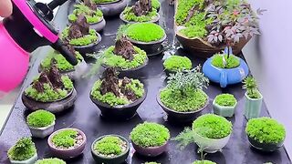????Moss Bonsai Moss Micro Landscape bonsai art