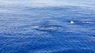DOLPHINS.
