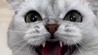 Sonya is master then me //cat //cats //cute cats video //cats video //cartoon