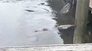 Real Jurassic Crocodile