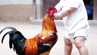 Funny Video 317