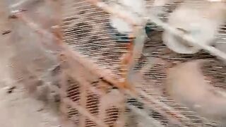 The beak of a silky 2