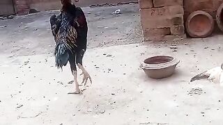 The standing of a chicken