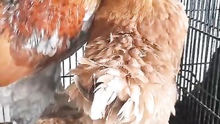 Two chickens 2