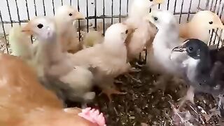 Chicken bird