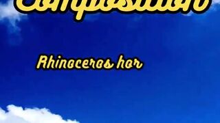 Animal Facts         Rhinoceros Horn Composition         #shorts
