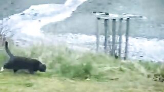 Hilarious Cat vs Eagle thoughts.