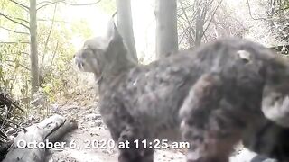 Bobcat Kills Rattlesnake While Fighting.