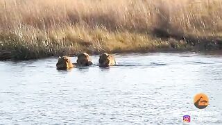 HIPPO ATTACKS 3 LIONS CROSSING THE RIVER. 2