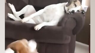 Dogs Who Love to Make You Smile????????????
