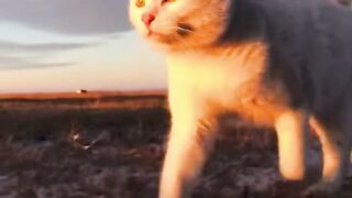 fanny cats vairl video
