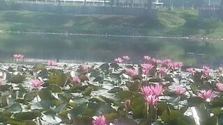 Flower 43