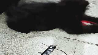 Black 6