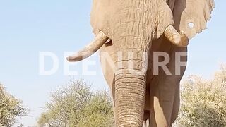 Betapa besarnya anu gajah