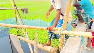 দেশ গ্রামের ভিডিও