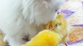 Funny cat and chicks entertainment