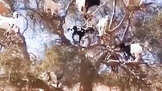crazy goats .. This is why GOATS..... the FUNNIEST ANIMALS