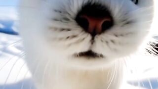 Animals 78