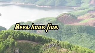 Animal Facts        Bee Eyes          #shorts