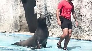 Seaworld Show