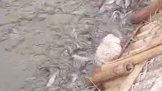 Pakan ALTERNATIF apa yang kalian gunakan❓bagaimana pertumbuhan ikan lele nya❓