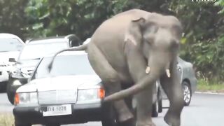 Dangerous Elephant
