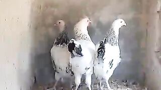 Black tail