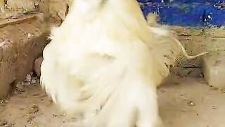 Fair white