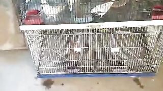 The fair parrot party