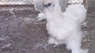 White chicken ll chicken