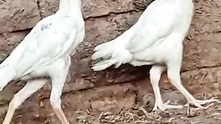 How it walks