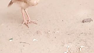 This is the leg