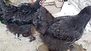 Black chicken cv