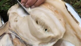 Discovering a Century-Old Pearl Clam That Brought Me Unimaginable Wealth