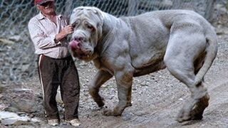 20 Largest Dogs in the World