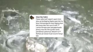 Apakah pakan alternatif daging dapat mempengaruhi rasa daging ikan lele❓