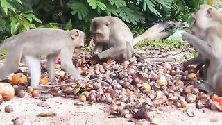 Feed wild monkeys with delicious fresh red fruits to cute monkeys.