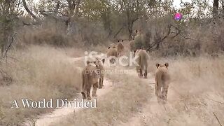 ???? Lion Kingdom Meet the Kings and Queens of the Savanna! ????.