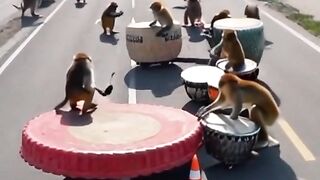 Karnaval Monyet Viral