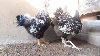 Just like chicken