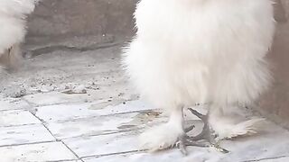 This video chicken