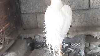 That white chicken