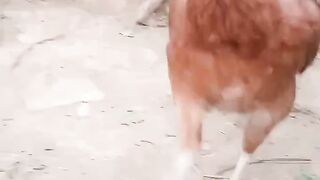 Red color of a chicken
