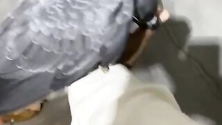 Grey parrot
