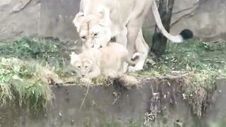 A new generation of mother lions????????