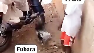 Cock chasing
