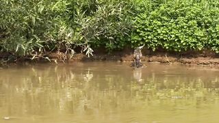crocodile vs leopard